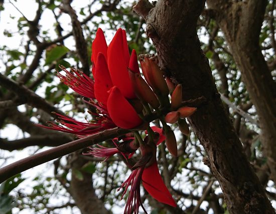 3月、石垣島の風物詩、ディゴの花