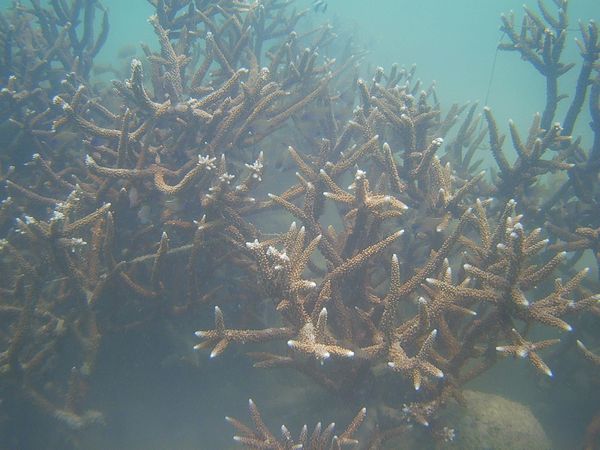 枝状サンゴ
