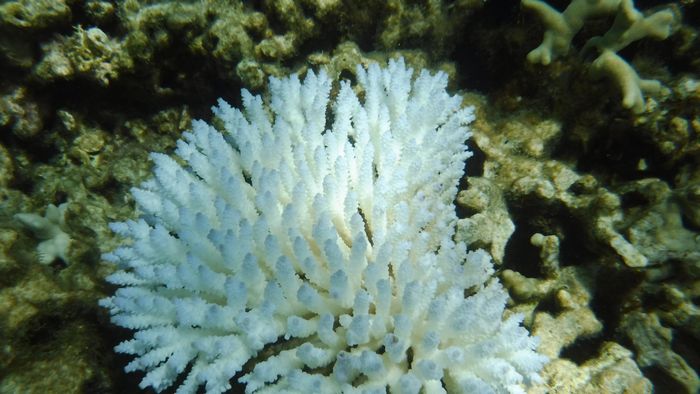 2016年サンゴの白化